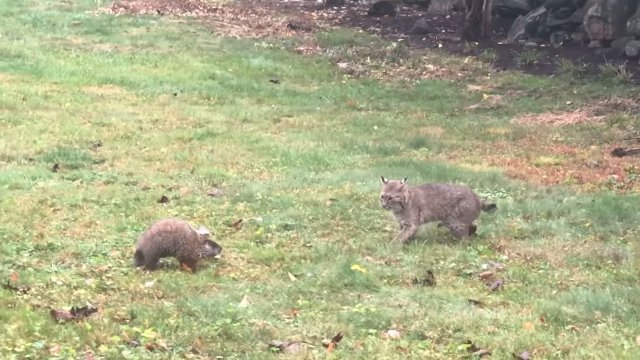 Groundhog vs Bobcat
