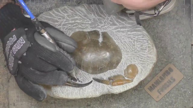 Removing the rock from a fossil crab - it took 208 hours