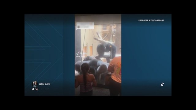 Gorilla fight at Houston Zoo [VIDEO]