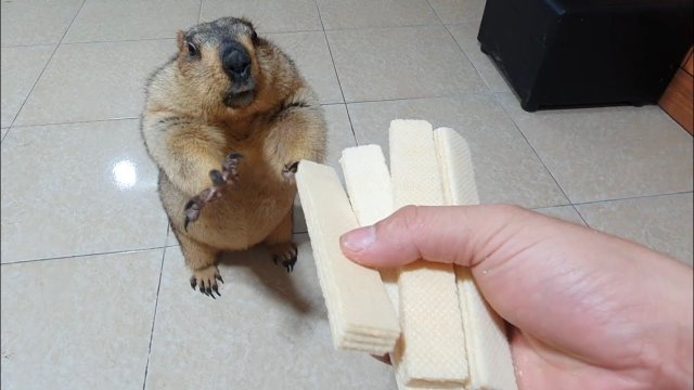 Marmot gets to chew sponge cake for the first time [VIDEO]