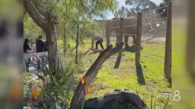 25-year-old father carries his toddler daughter into elephant enclosure at San Diego Zoo