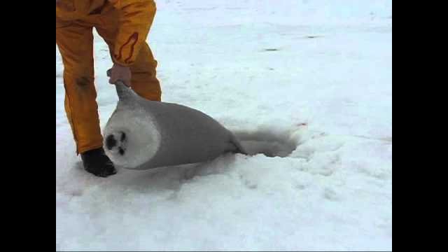 Nice human pulls baby seal out of breathing hole which it fell into