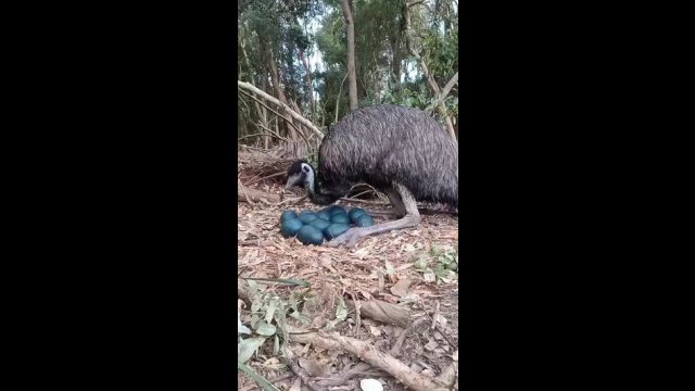Father emu making sure all his eggs are kept warm and properly incubated