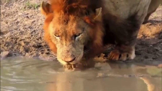 Lion being patient with a curious turtle while drinking