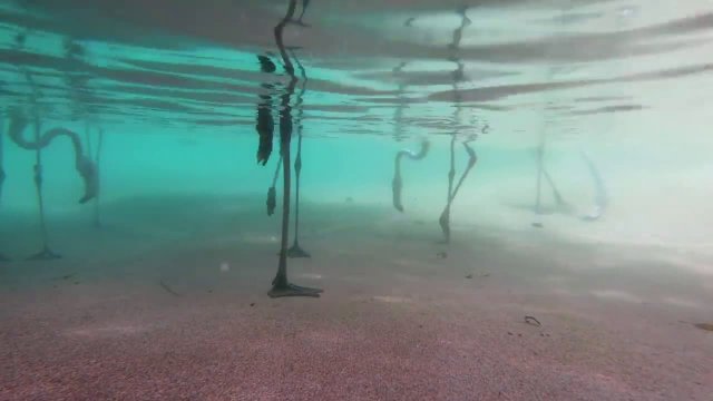 Underwater flamingo feeding