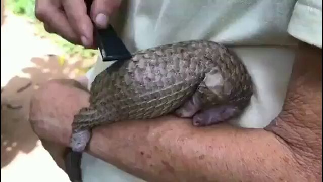 A rescued pangolin pup being groomed by his caretaker like his mother would [VIDEO]