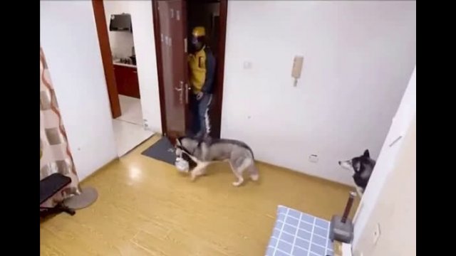 Husky picks up the package and says goodbye to the courier