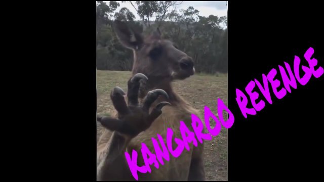 Kangaroo finds Australian man's home, wants revenge! [VIDEO]