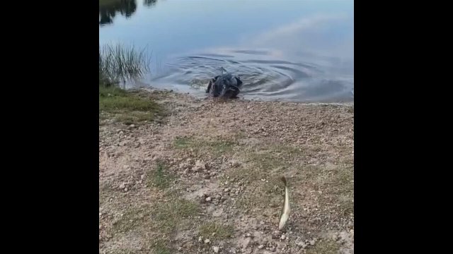 This Alligator knows exactly what he wants and it's not the fish [VIDEO]