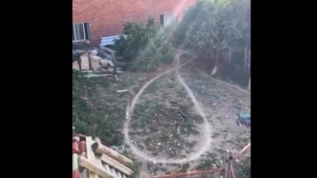 Dog Next Door Creating a Path From Walking the Same Everyday [VIDEO]