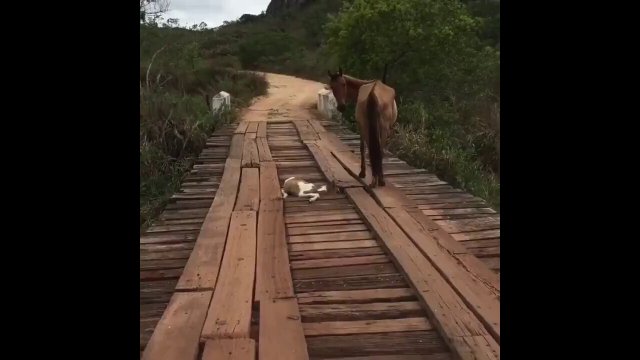 This baby horse was stuck on a bridge until a guy come along and refused to leave him there