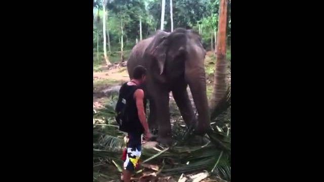 Tourist is trying to touch the elephant
