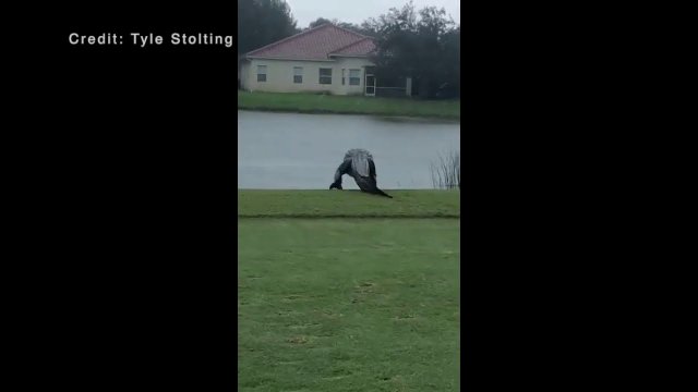 Big gator spotted strolling around Naples golf course