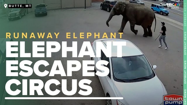 Man tries to stop elephant on the loose in Butte [VIDEO]