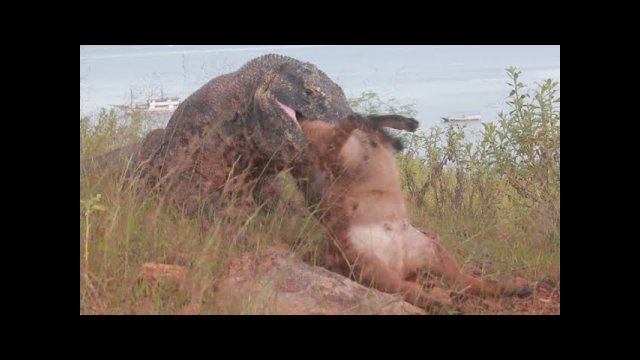 Komodo dragon swallows a whole goat in seconds [VIDEO]