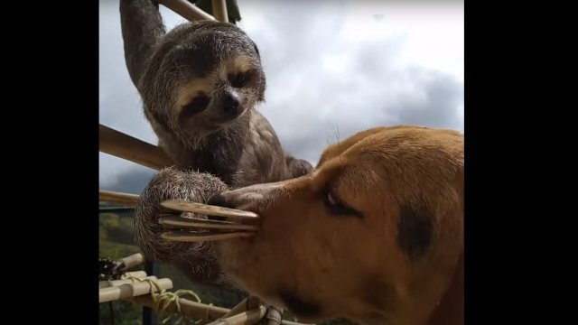 Rescued sloth cuddles beagle friend