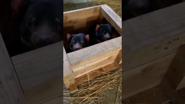 That's how the Tasmanian devils roar [VIDEO]