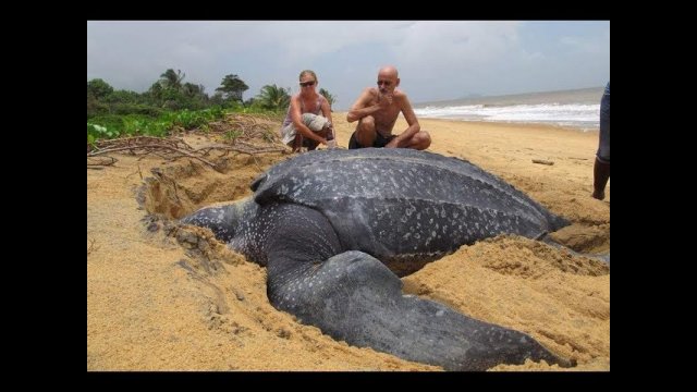 World’s largest sea turtle emerges from the sea!