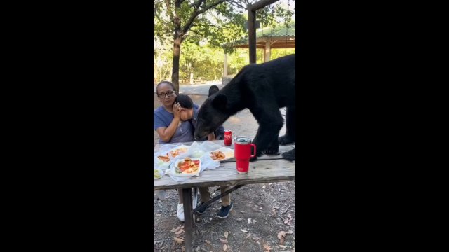 Baby that bear CLEARED the table [VIDEO]