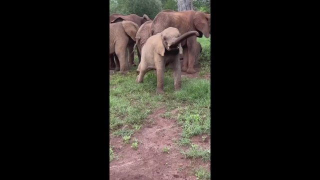 Baby elephant knows how to have fun alone [VIDEO]