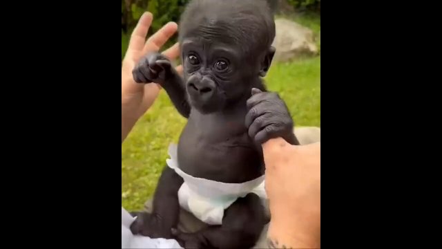 Little baby gorilla [VIDEO]