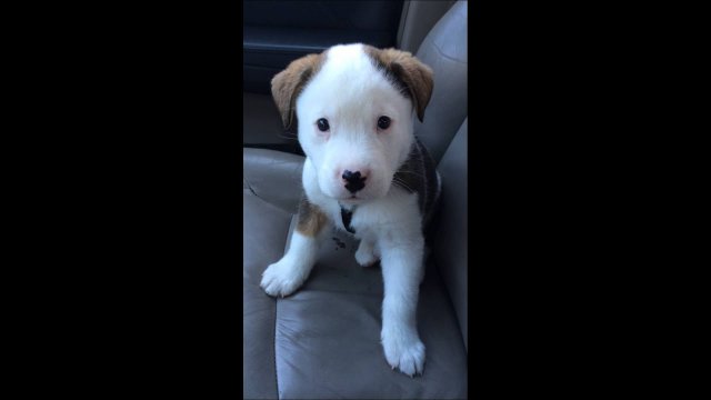 Little puppy's reaction to hiccups