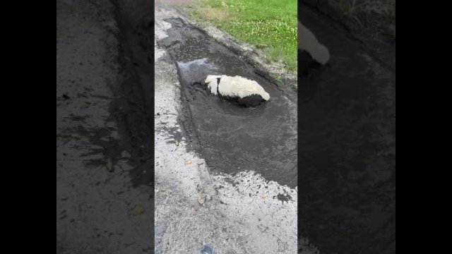Dog surprises owner by suddenly laying down and playing in a mud puddle!