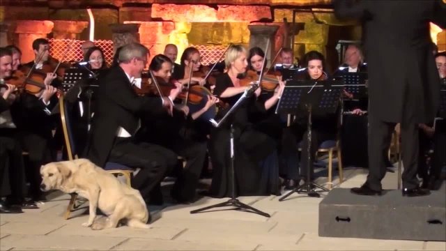 Dog crashes orchestra performance in "the cutest moment in classical music"