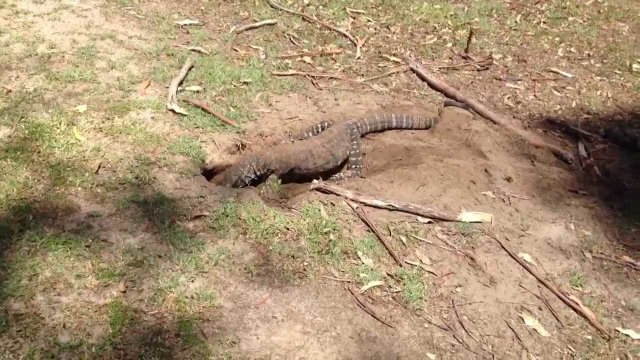 Australian lizard swallows a rabbit on golf course [VIDEO]