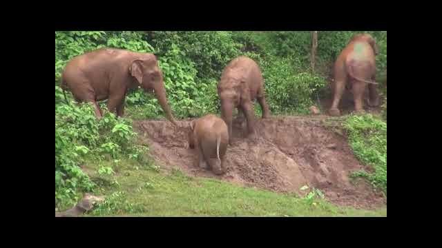 Elder elephants help a young climb back from the riverbank [VIDEO]