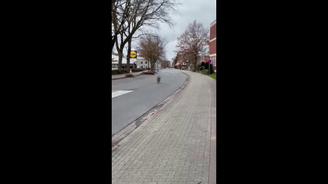 A wolf runs around a town in Germany