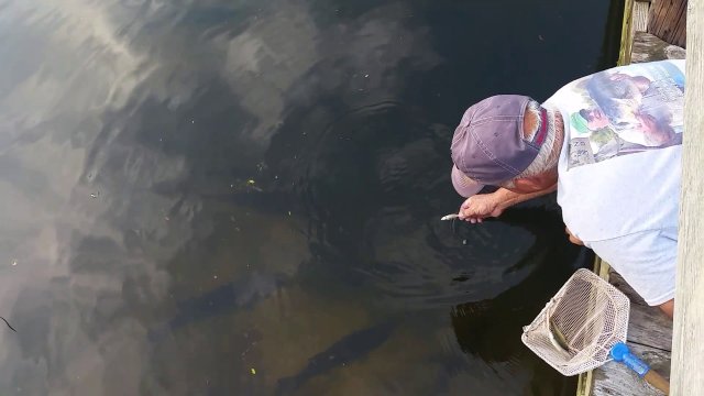 It Is Hard To Catch Small Bass With Your Hands [VIDEO]