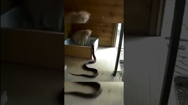The snake attacked the cat but then!.. [VIDEO]