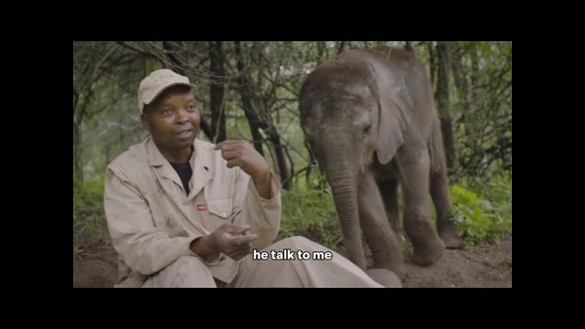 A young elephant hears his name and decides to interrupt an interview [VIDEO]