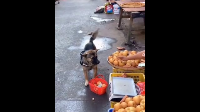 The dog went shopping at the local market