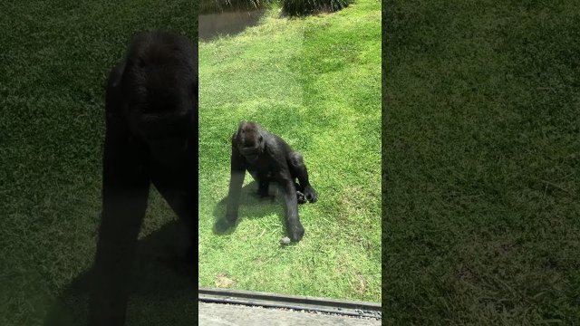 Gentle Gorilla Checks on Injured Bird [VIDEO]