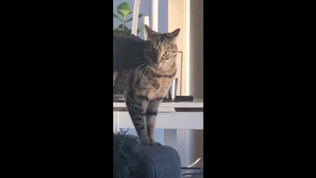 Funny Cat Reaction