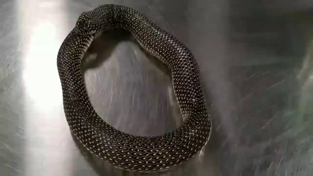 Guy uses hand sanitizer to stop snake from eating itself [VIDEO]