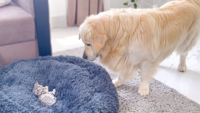 Golden retriever shocked by a kitten occupying his bed!