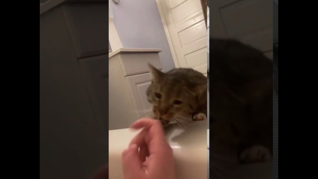 Cat Drags Owner by Finger to Save Her From Drowning in Bathtub