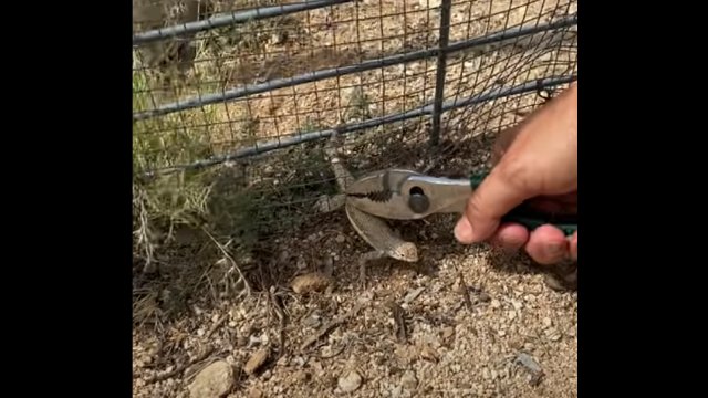 Saved lizard gets itself stuck again