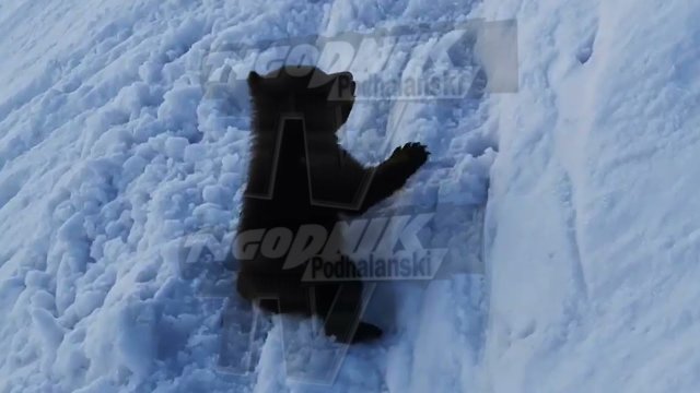 A small bear cub rolled down a steep slope