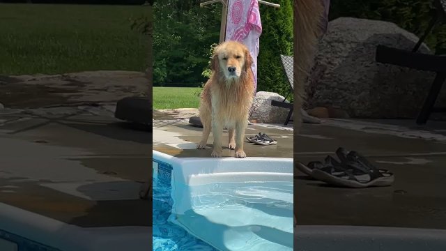 Golden Retriever is VERY disappointed that mom threw his toy back in the pool!