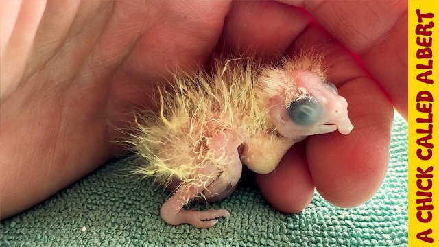 I had to help this tiny parrot after a blind lady accidentally incubated it's egg [VIDEO]