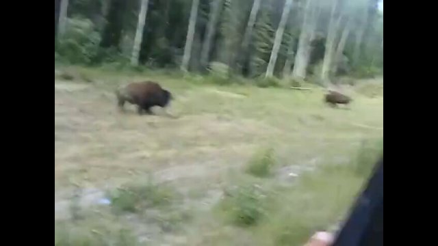 Pit bull attacks a bison and quickly finds out [VIDEO]