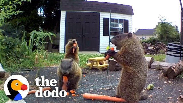 Groundhog Caught Destroying Guy's Garden Brings His Whole Family For Dinner [VIDEO]