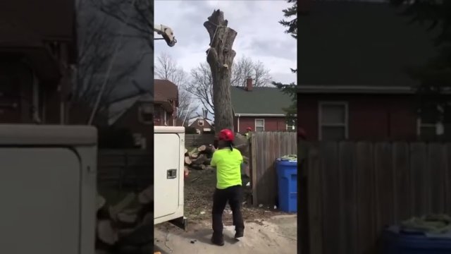 Arborists accidentally cut down tree with raccoon [VIDEO]