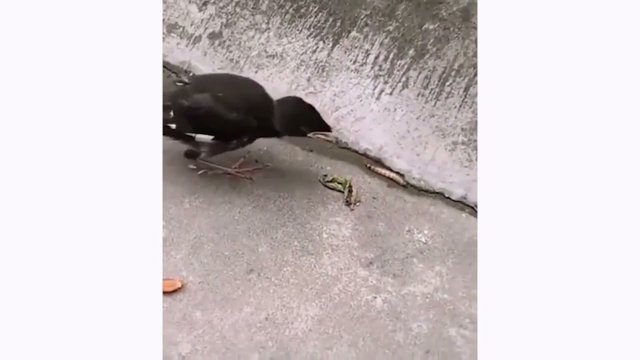 Young bird thinking food will automatically jump to his mouth [VIDEO]