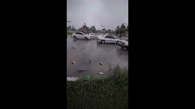 Raining fish? [VIDEO]