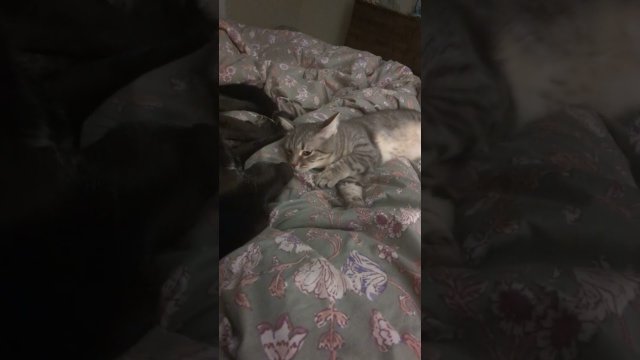 My Cat Thinks My Dog's Breath Stinks! [VIDEO]